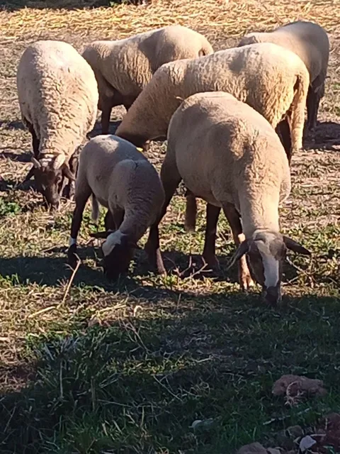 Stanza in affitto, Fontanilles