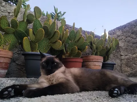 Stanza in affitto, Palma
