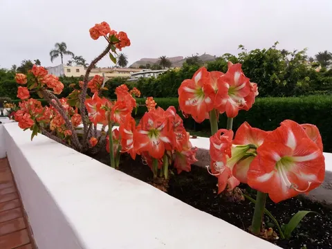 Maison 55 m² à Puerto de la Cruz