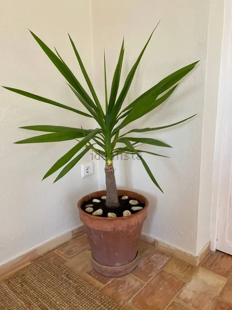 Wohnung 150 m² in Ibiza-Stadt
