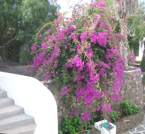 Habitació de lloguer, Haría