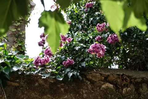 Habitació de lloguer, Palau-saverdera