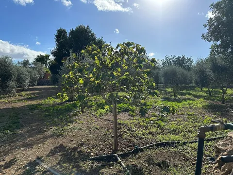 Pis de 614 m² a Sencelles