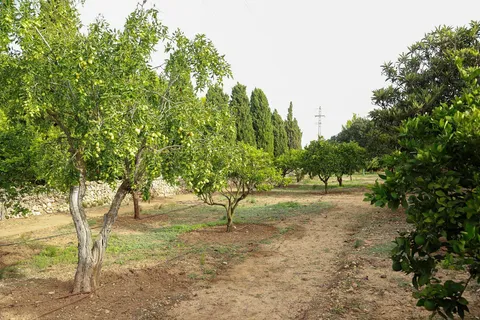 Casa de 240 m² a Manacor