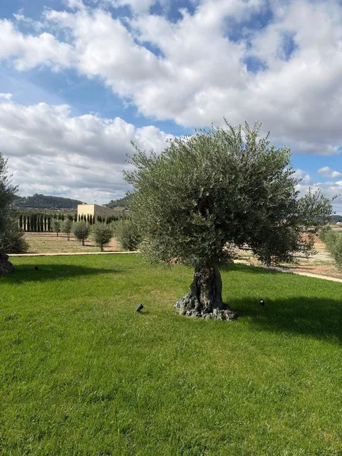 Moradia 340 m² em Sineu