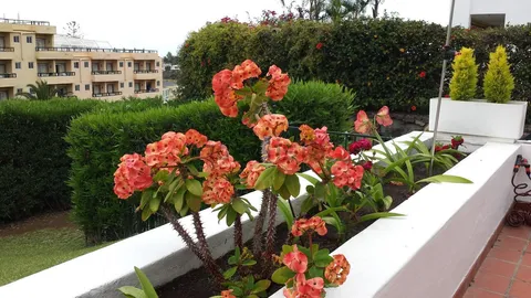 Casa 55 m² a Puerto de la Cruz