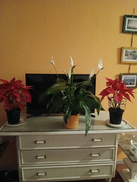 Habitació de lloguer, Santa Pola