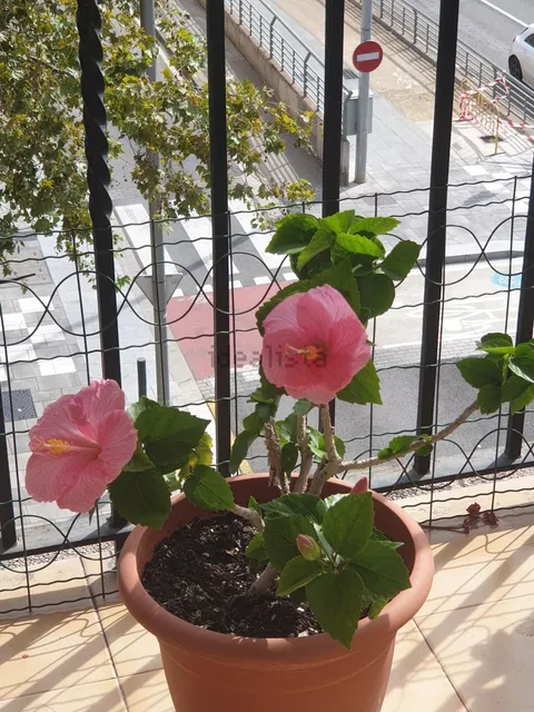 Habitació de lloguer, Castelldefels
