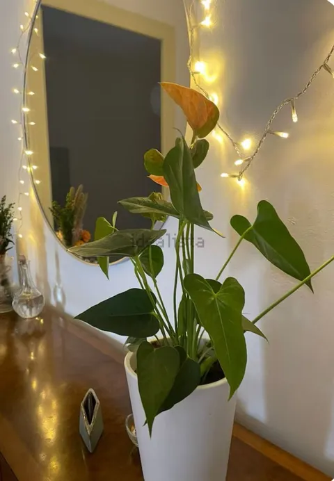 Habitación en alquiler, Barcelona