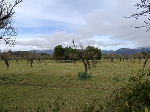 Stanza in affitto, Campanet