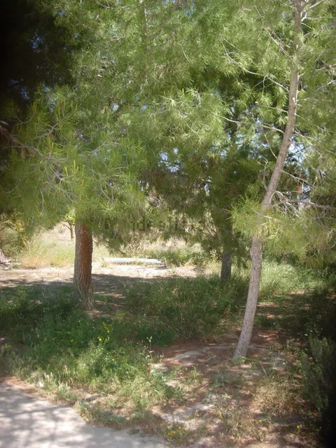 Habitació de lloguer, Elx