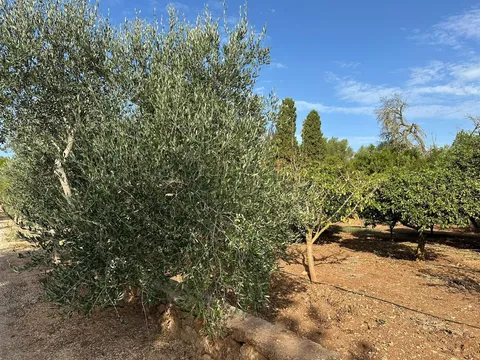Pis de 614 m² a Sencelles