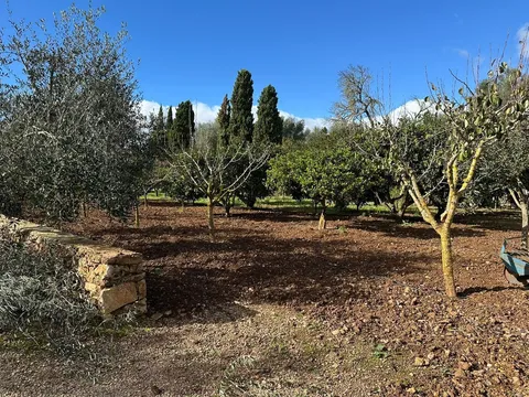 Pis de 614 m² a Sencelles