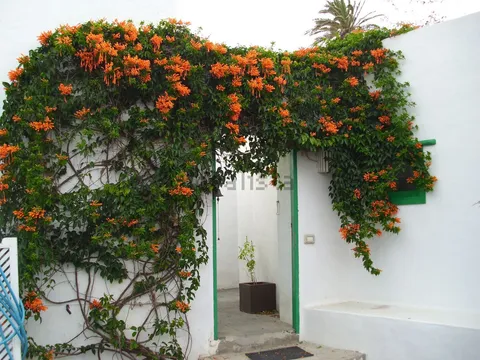 Stanza in affitto, Haría