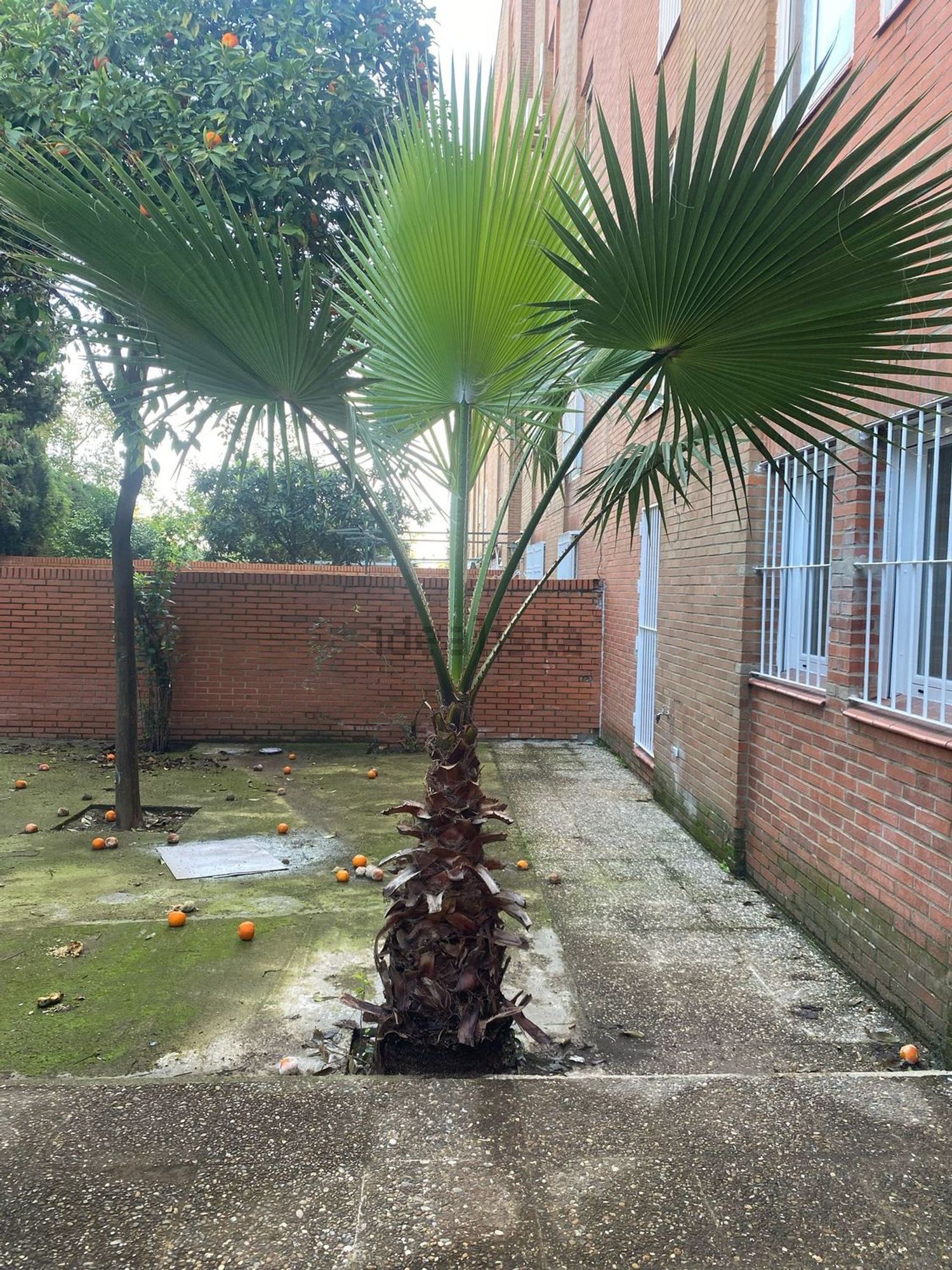 Appartement 200 m² à Tomares