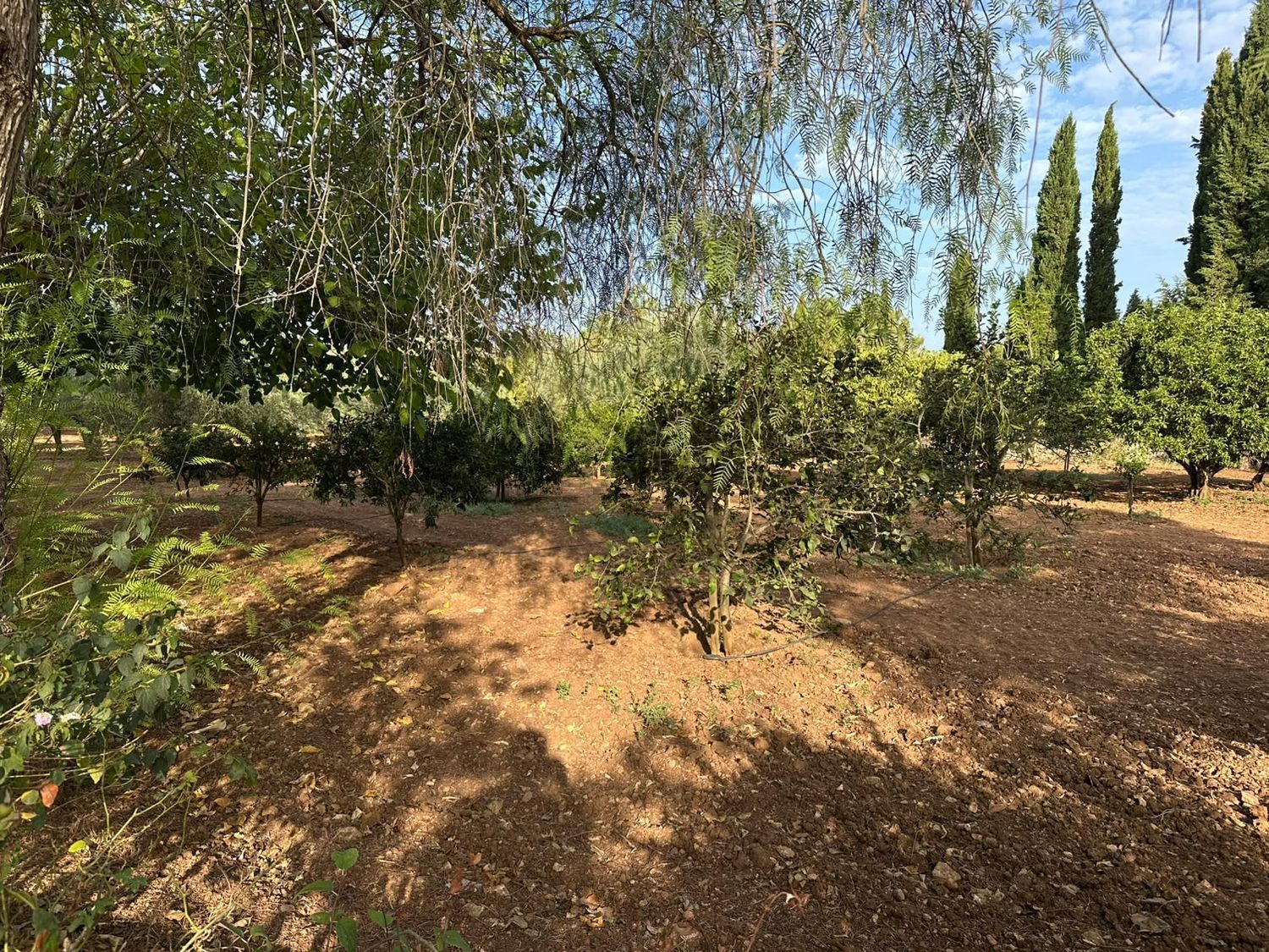 Pis de 614 m² a Sencelles
