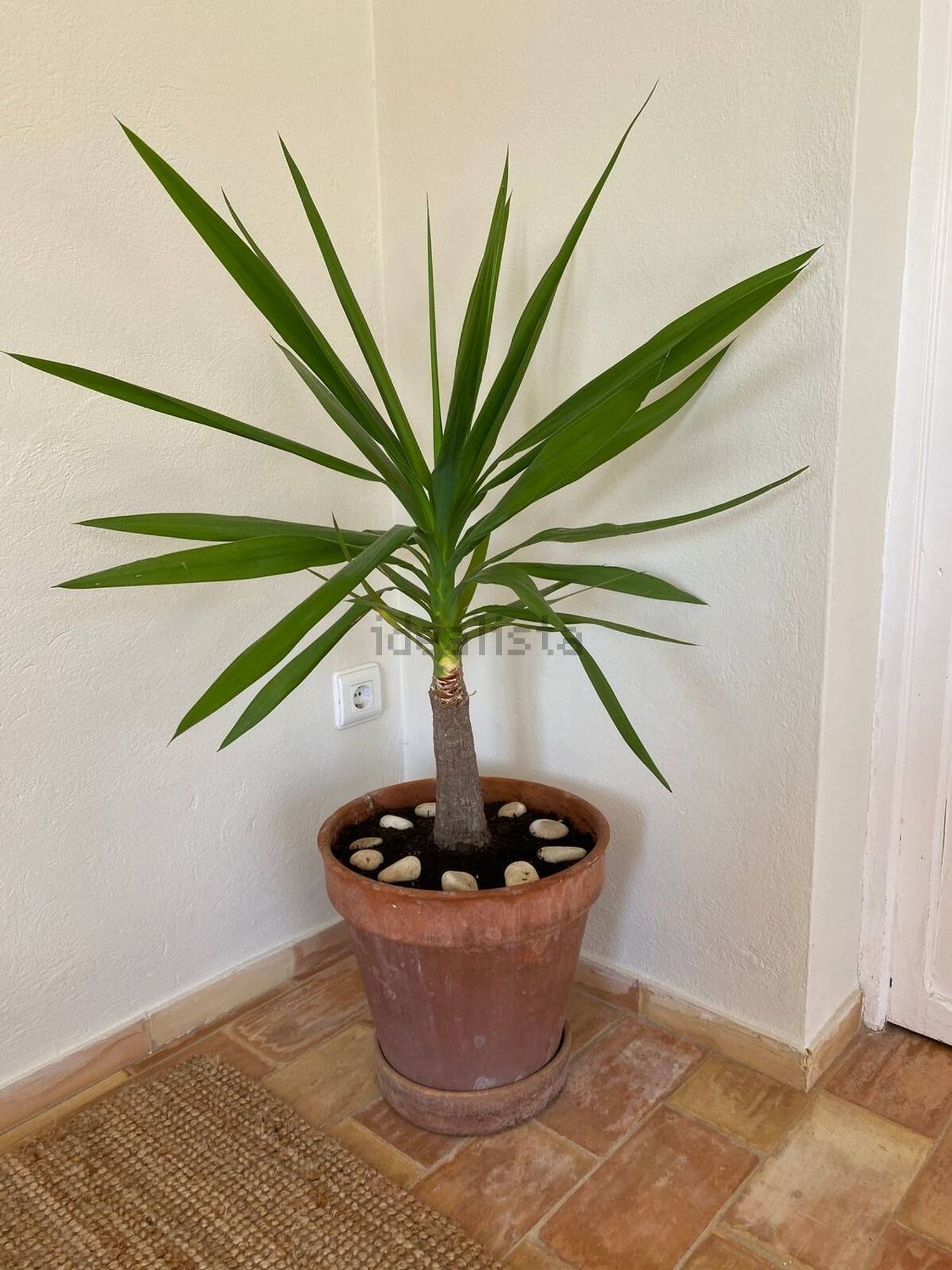 Wohnung 150 m² in Ibiza-Stadt