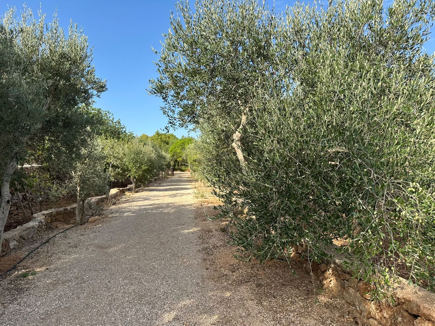 Pis de 614 m² a Sencelles