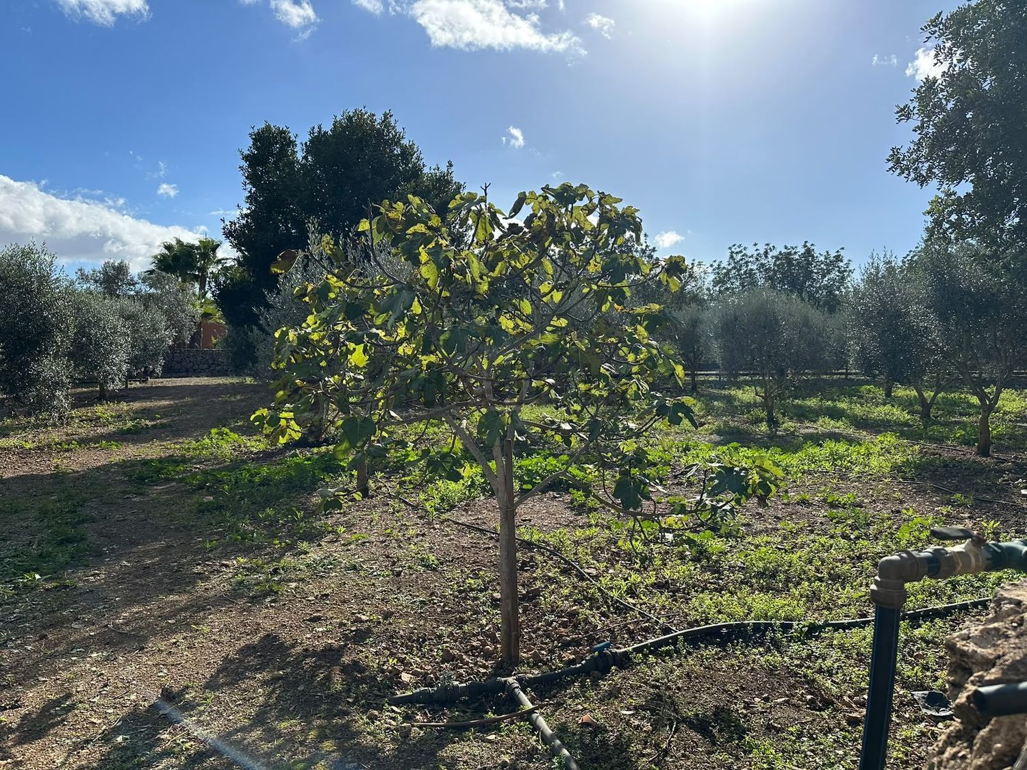 Pis de 614 m² a Sencelles