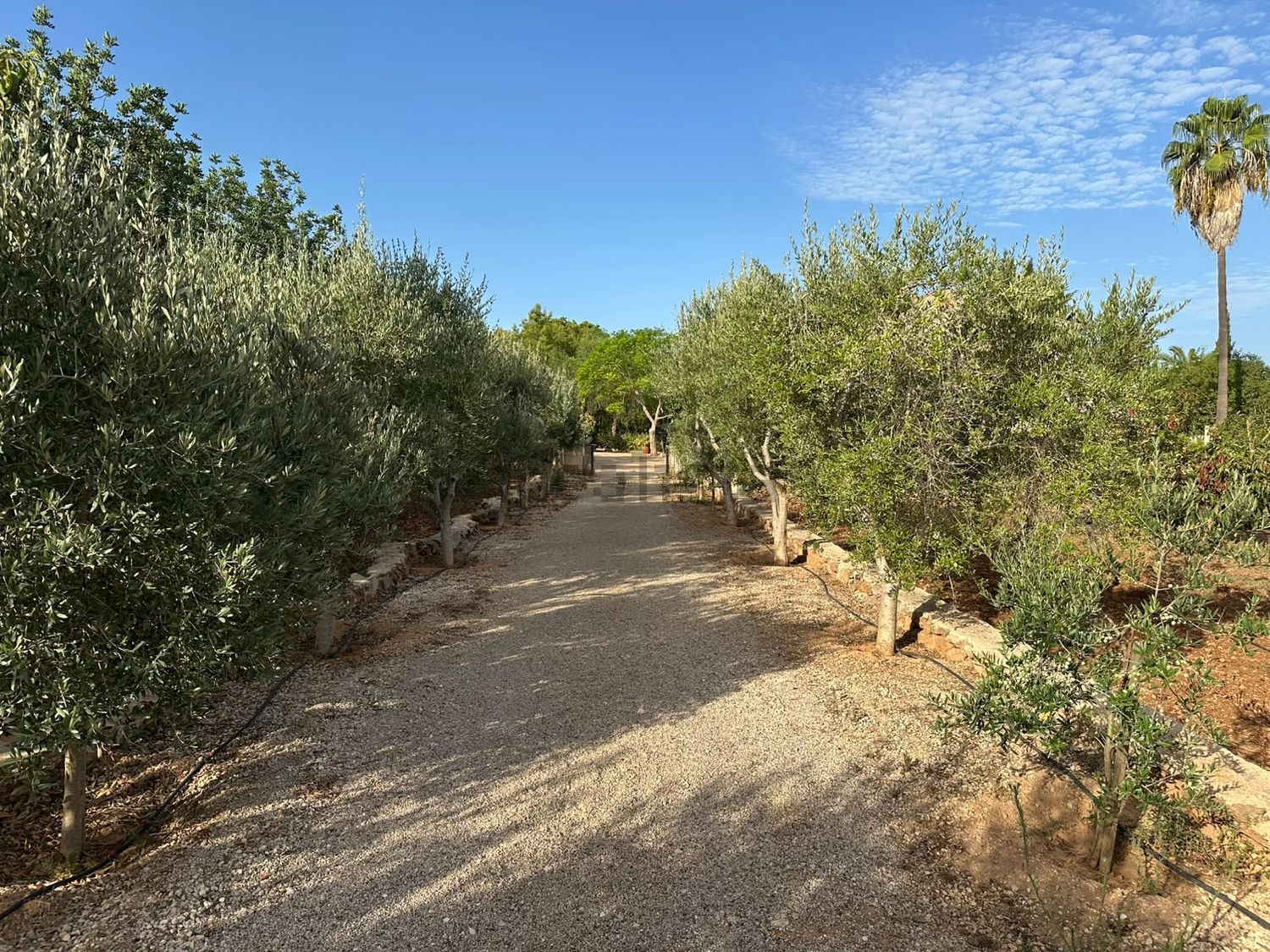 Pis de 614 m² a Sencelles