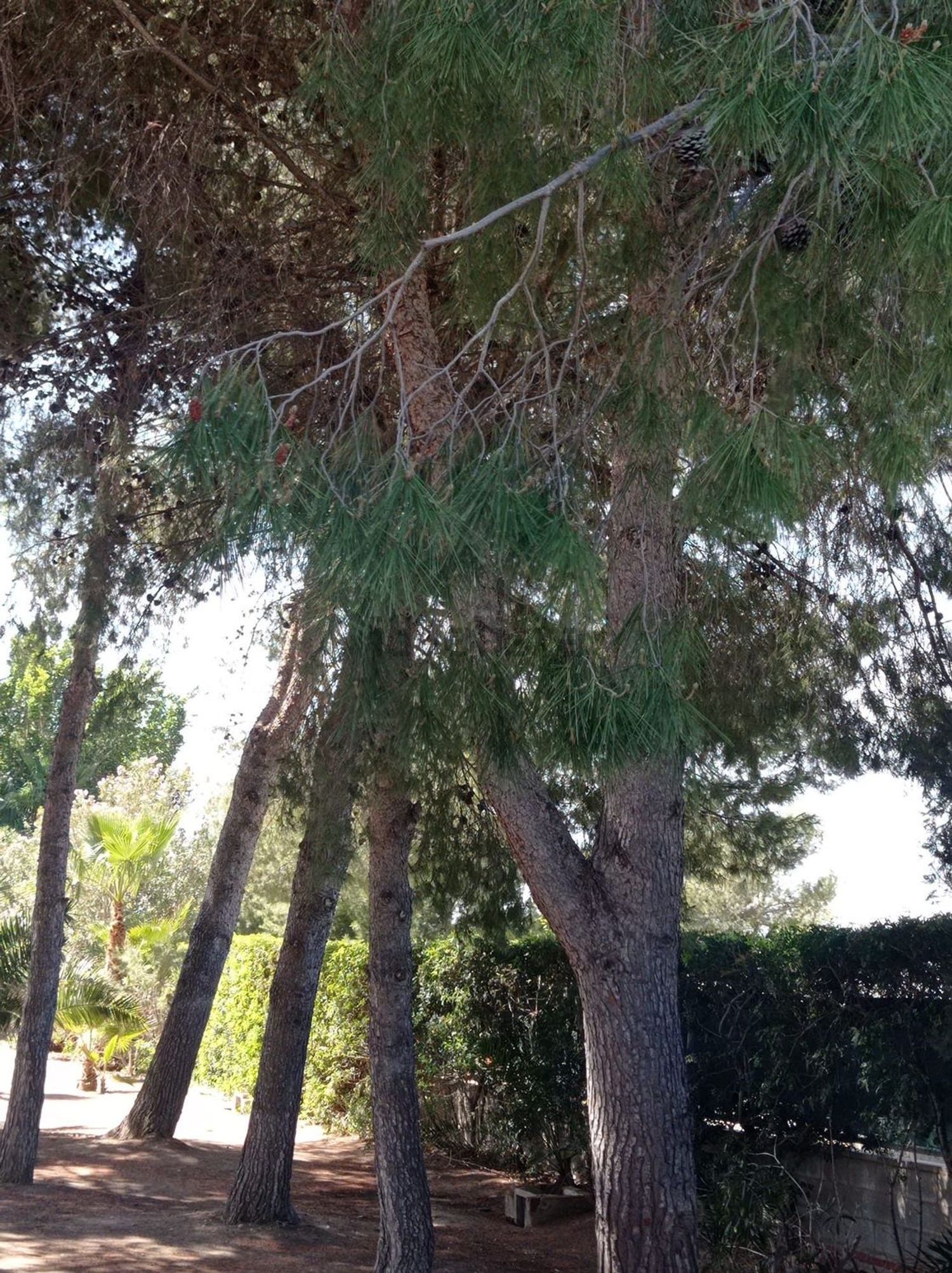 Casa de 350 m² en Crevillent