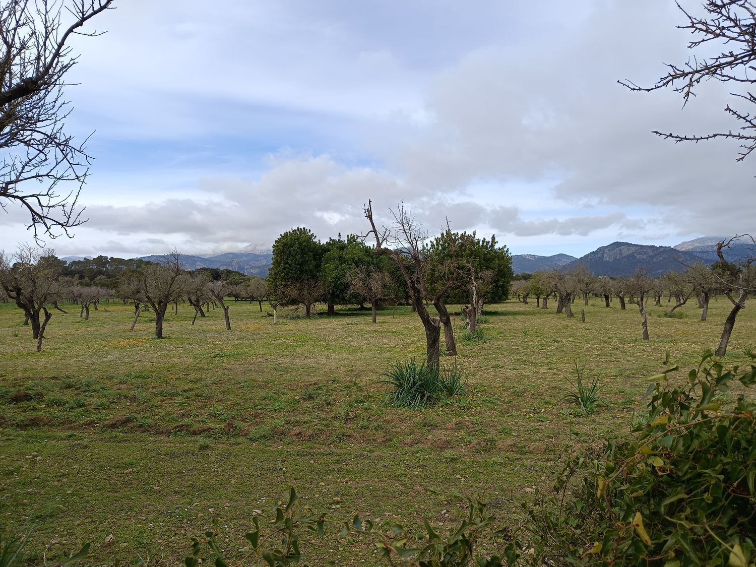 Stanza in affitto, Campanet