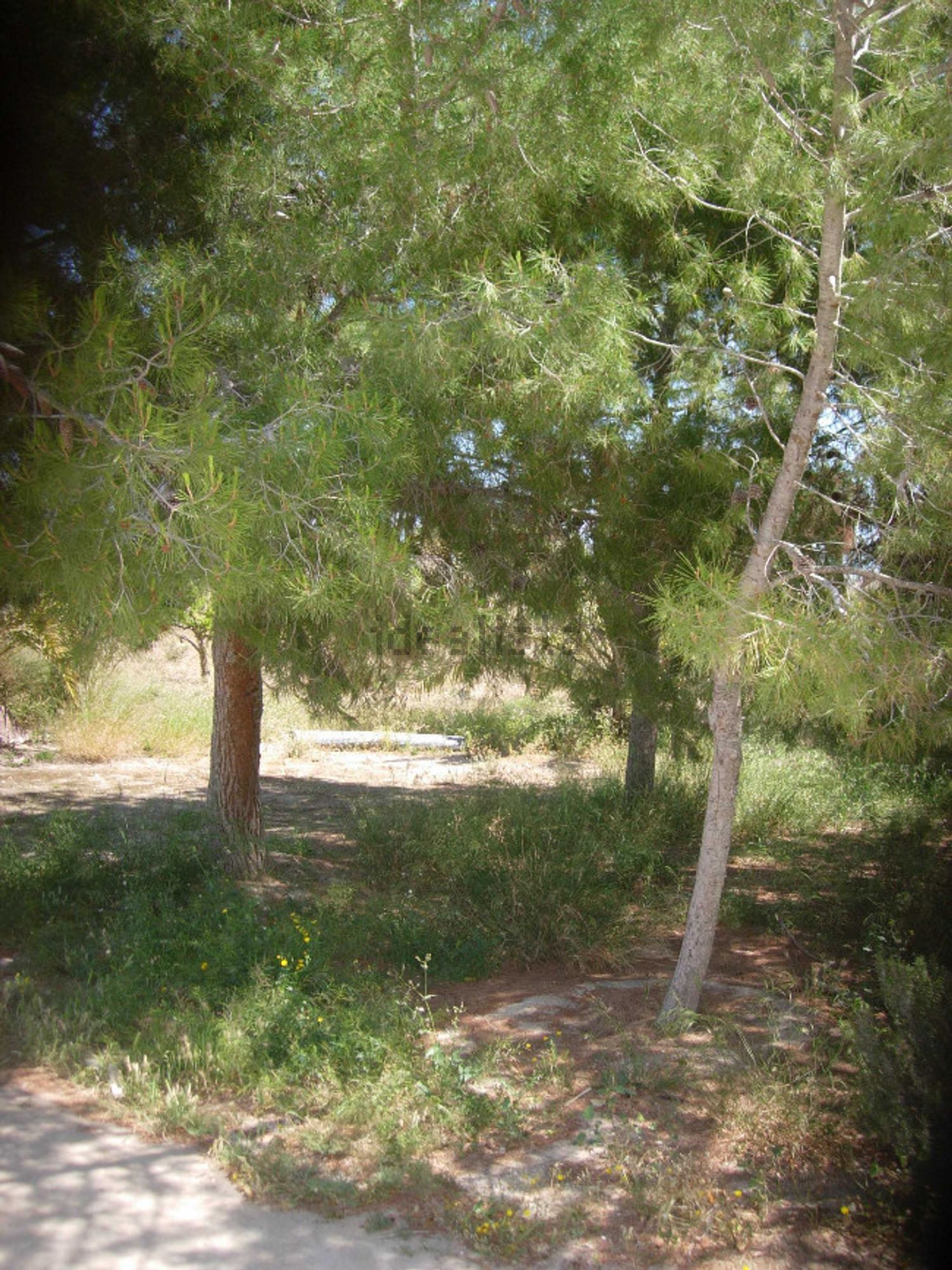 Habitació de lloguer, Elx