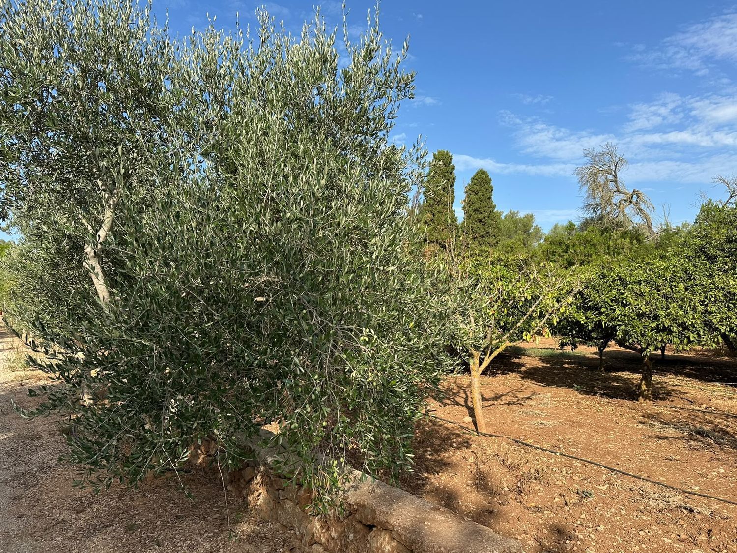 Pis de 614 m² a Sencelles