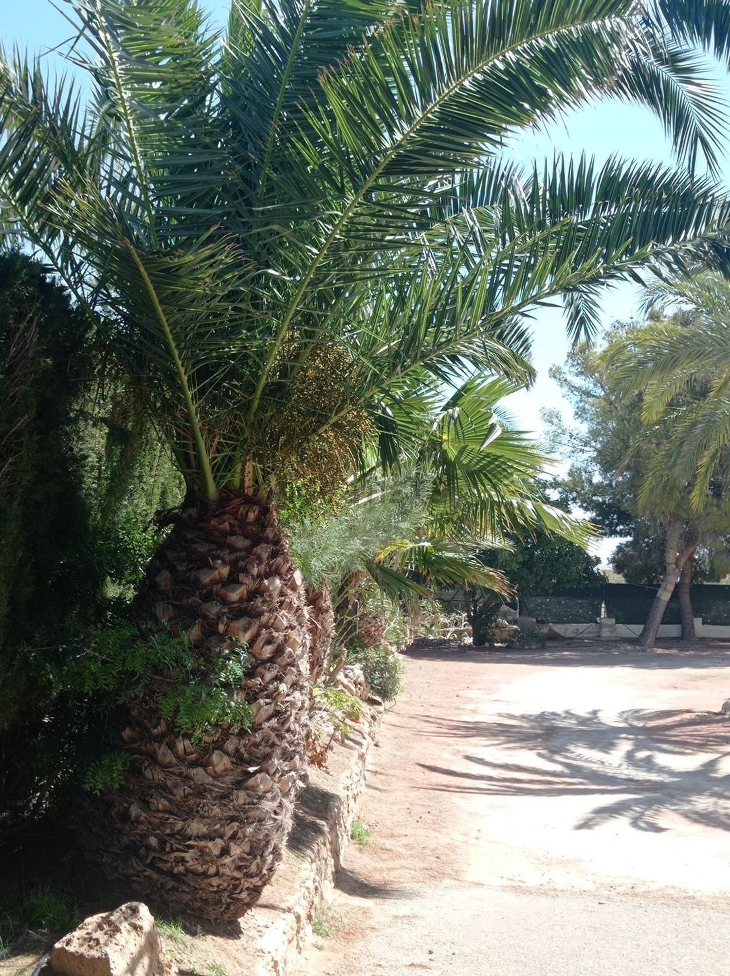 Casa de 350 m² en Crevillent