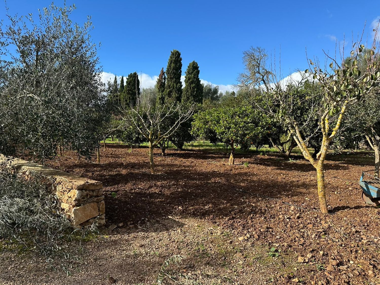 Pis de 614 m² a Sencelles