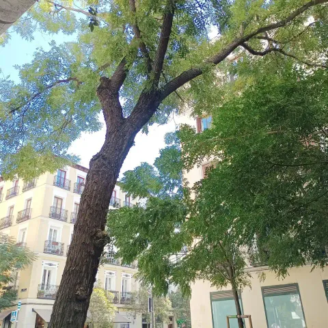Pis de 62 m² a Madrid