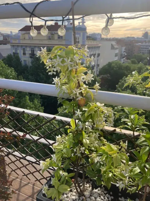 Pis de 85 m² a Madrid