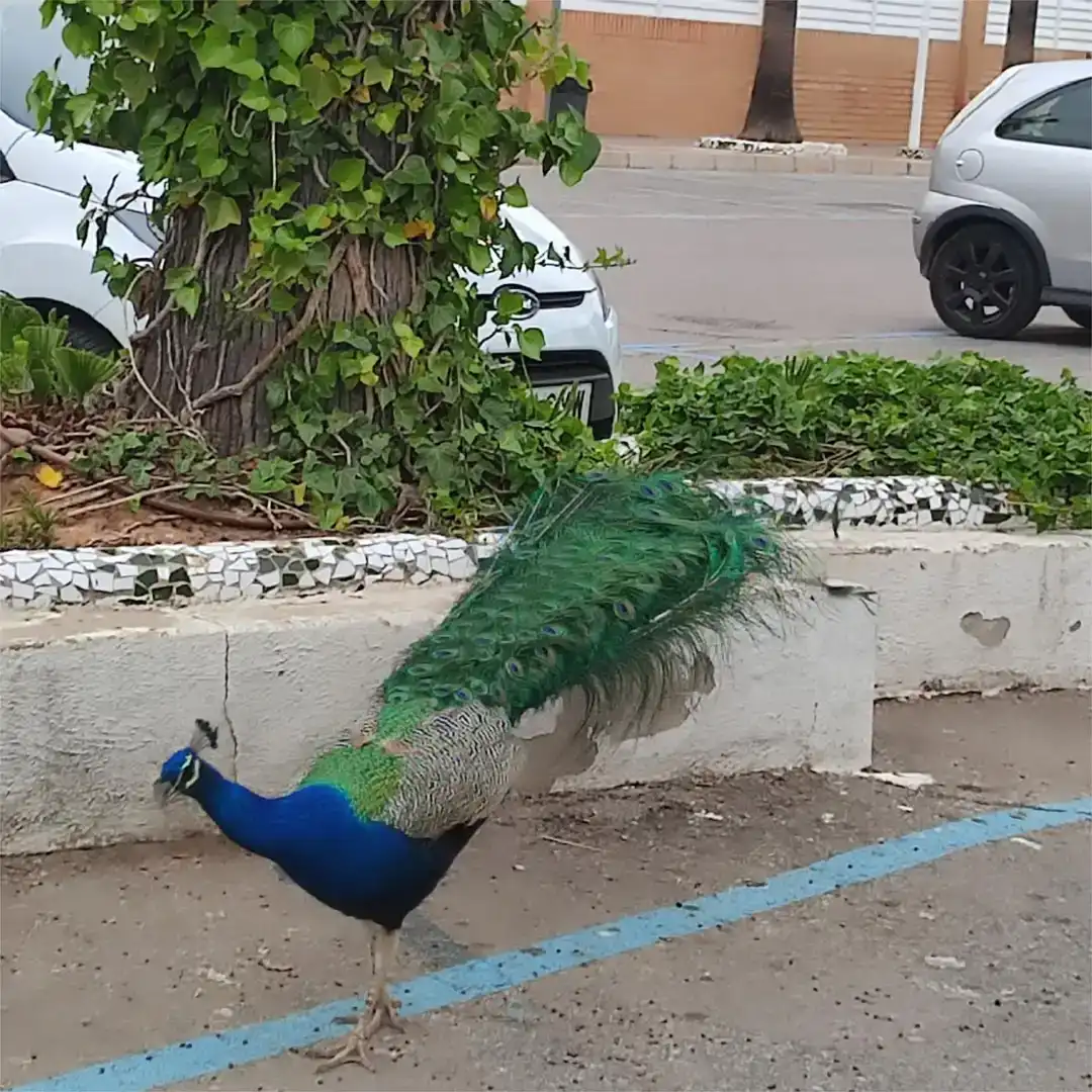 Piso de 60 m² en Oropesa del Mar