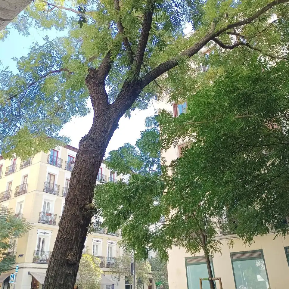 Pis de 62 m² a Madrid