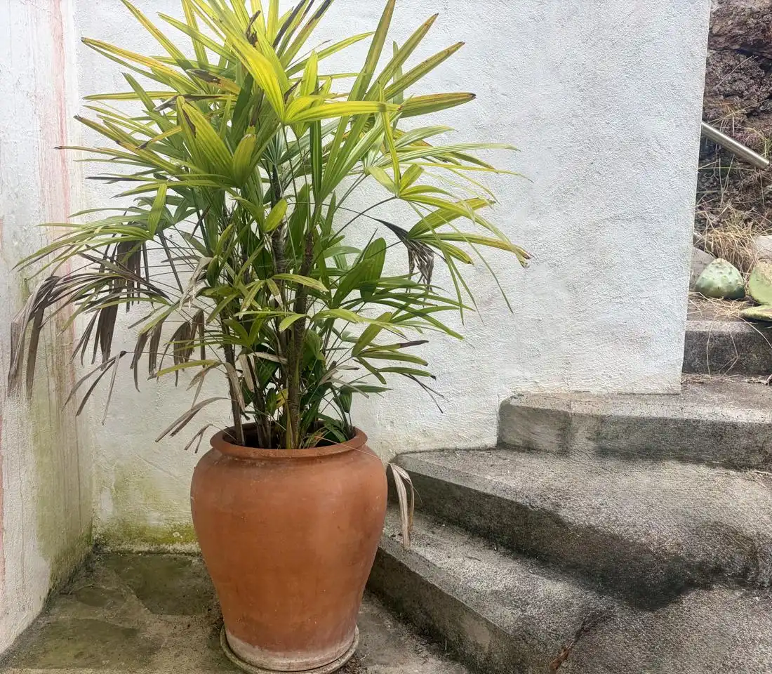 Piso de 50 m² en Firgas