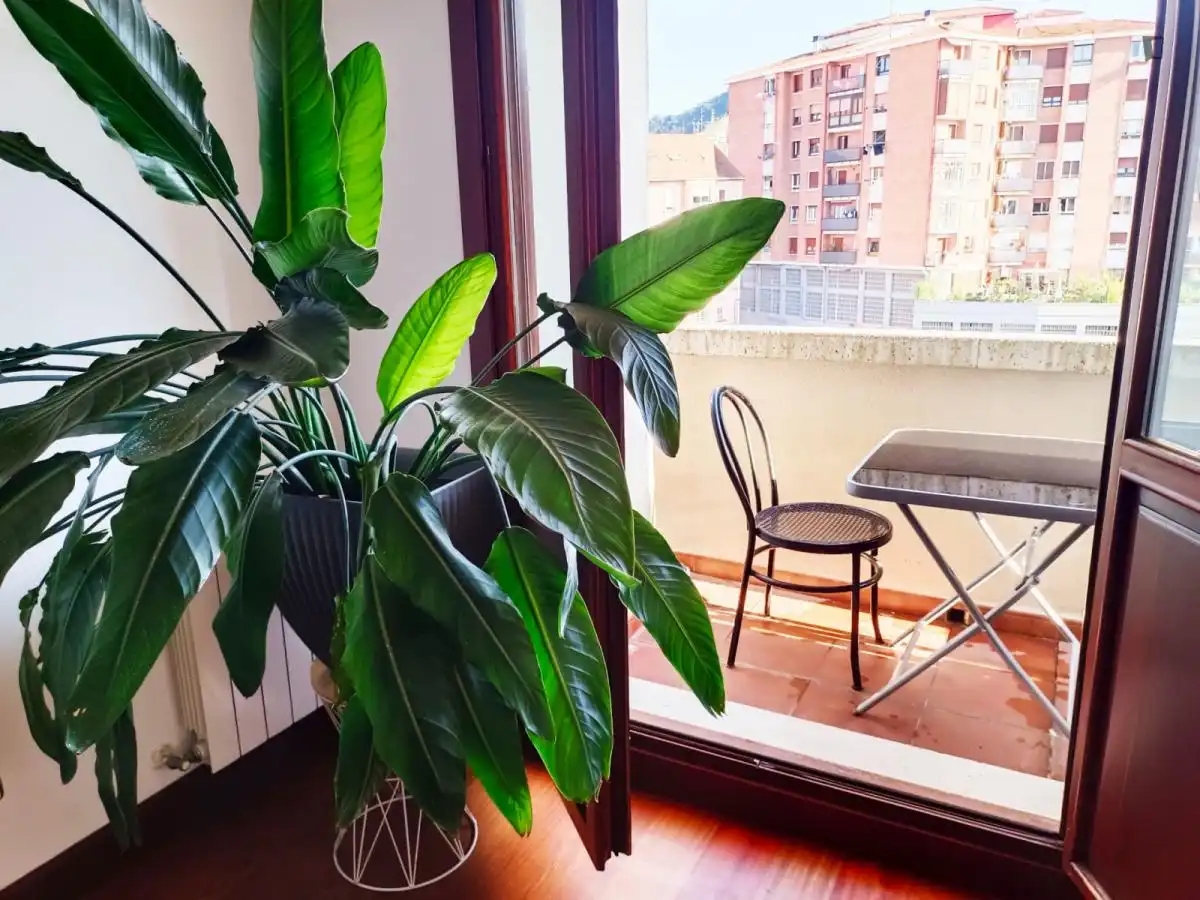 Habitación en alquiler, Bilbao