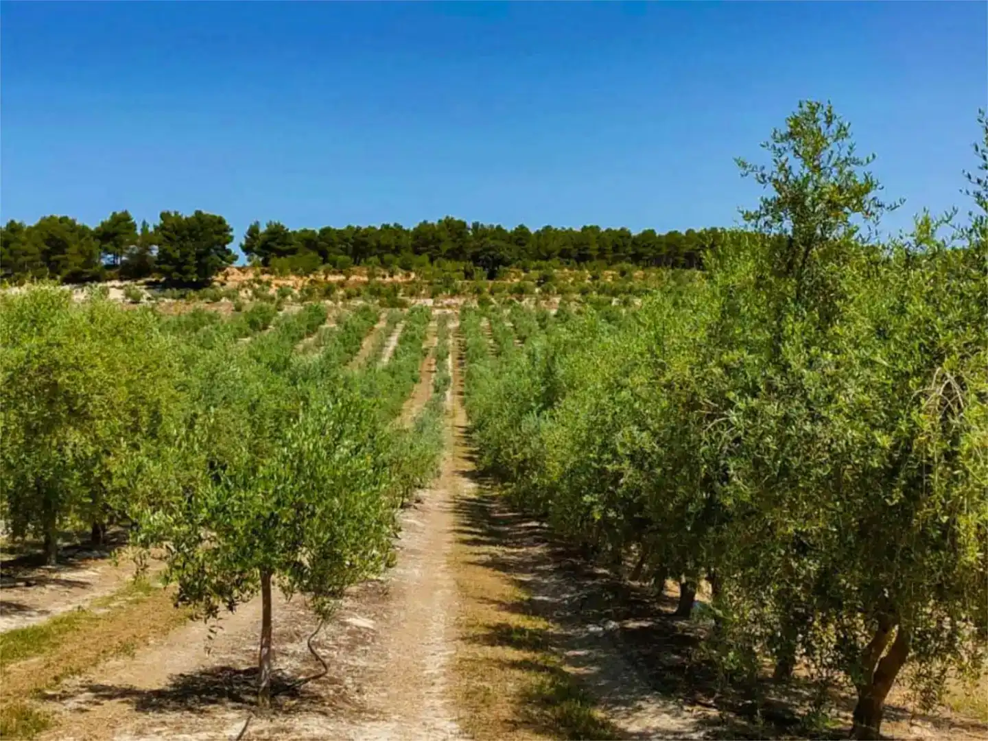 Piso de 560 m² en Alcoy