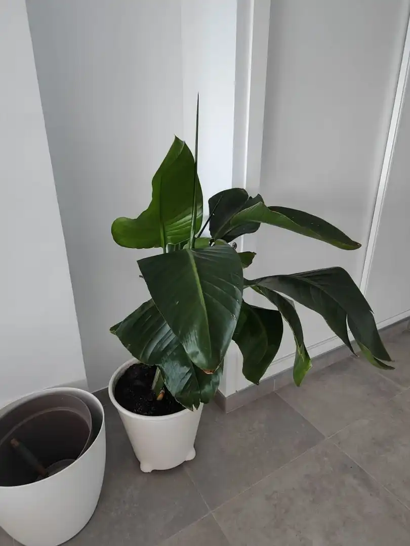 Piso de 59 m² en Almuñécar