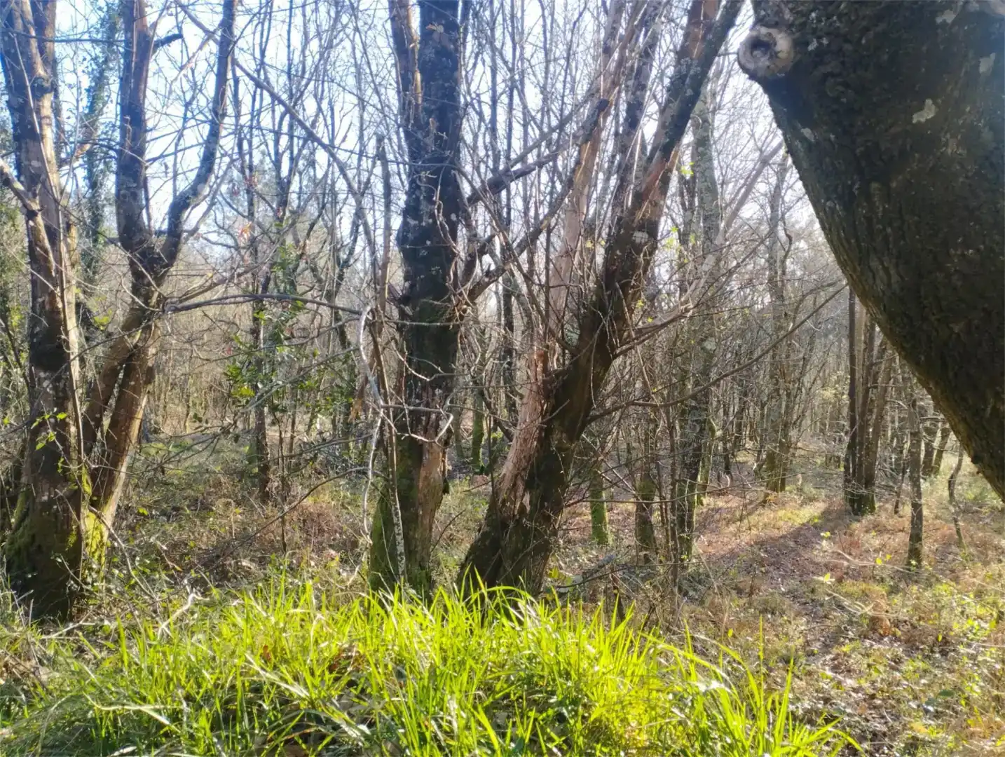 Casa de 3000 m² en Ferrol