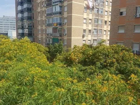 Stanza in affitto, Málaga