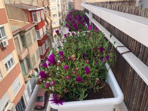 Habitació de lloguer, Alacant