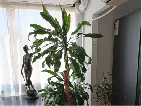 Appartement 130 m² à Calvià