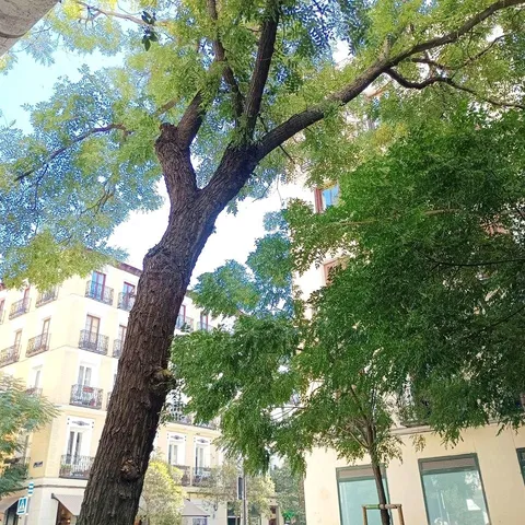 Pis de 62 m² a Madrid