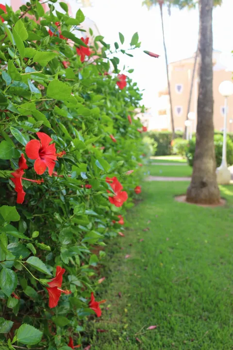 Pis de 57 m² a Dénia