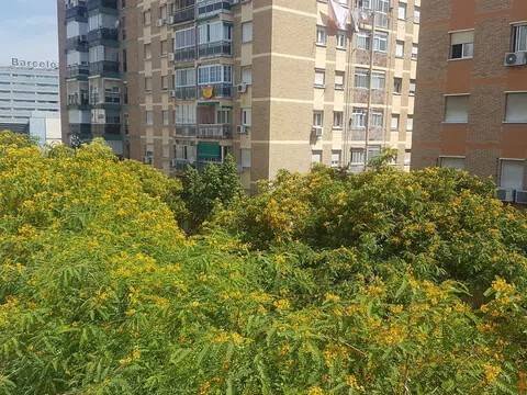 Stanza in affitto, Málaga