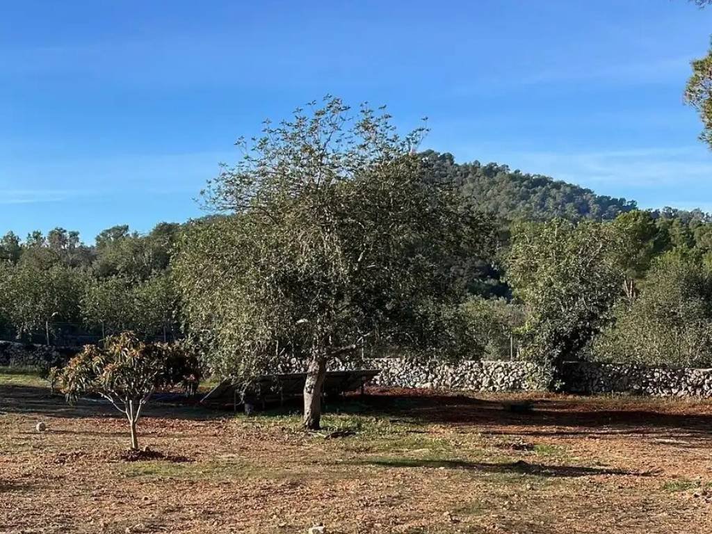 Pis de 100 m² a Petra