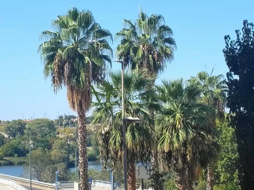 Appartamento 50 m² a Mérida